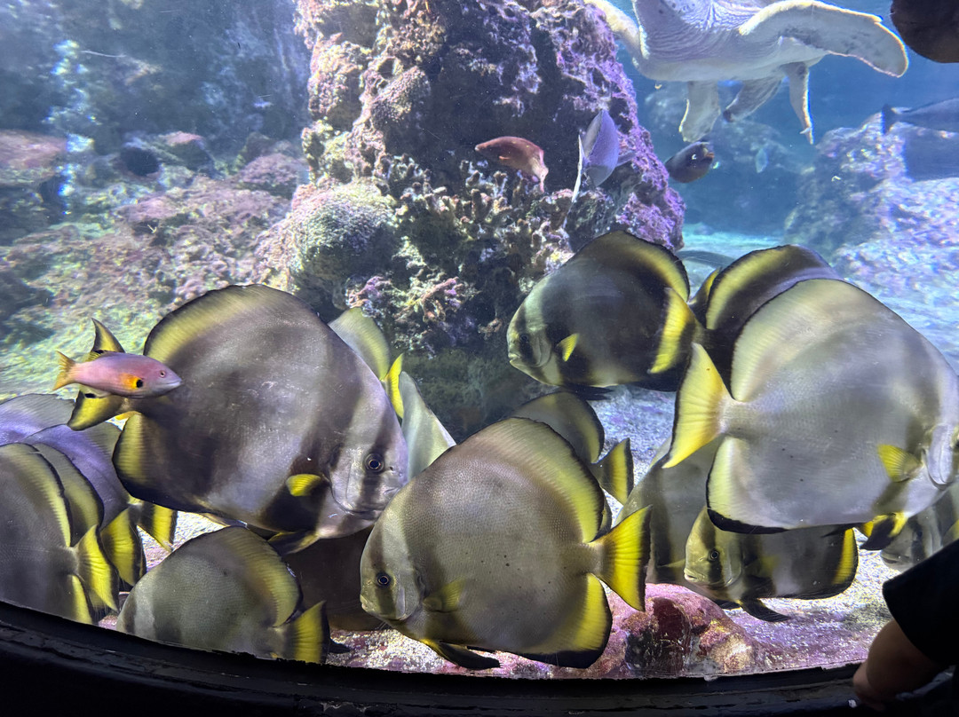 热那亚水族馆-热那亚必去景点