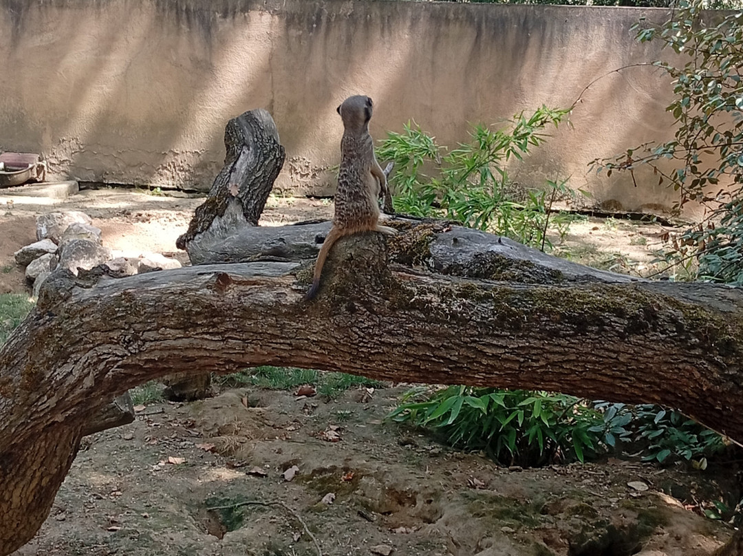 Zoo African Safari-Plaisance-du-Touch必去景点