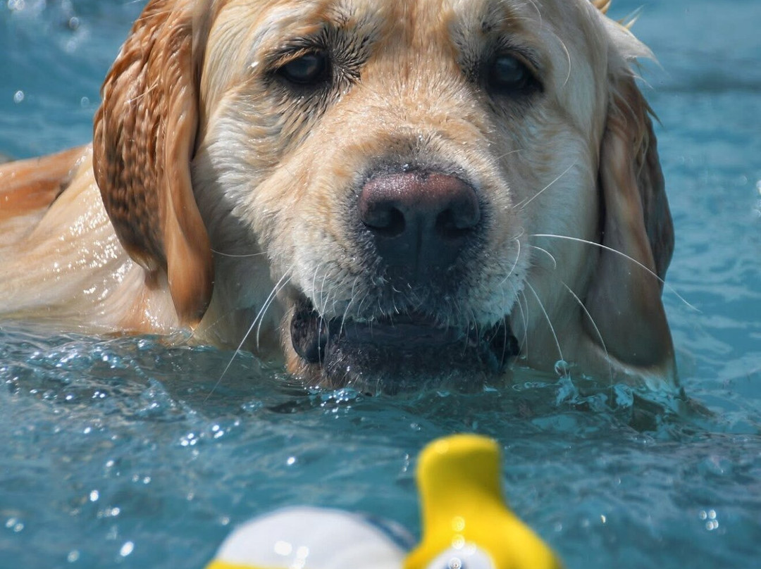 Swim Dog-纽奎必去景点