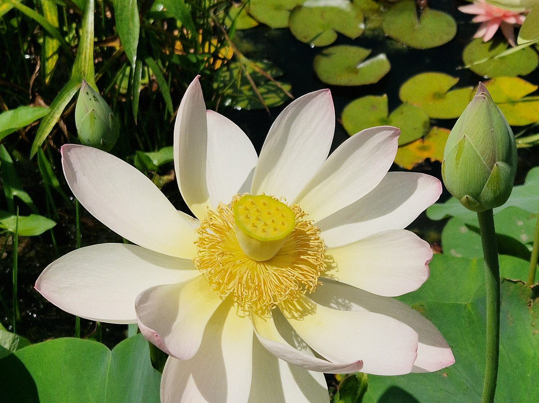 Les Jardins D'eau-Carsac-Aillac必去景点
