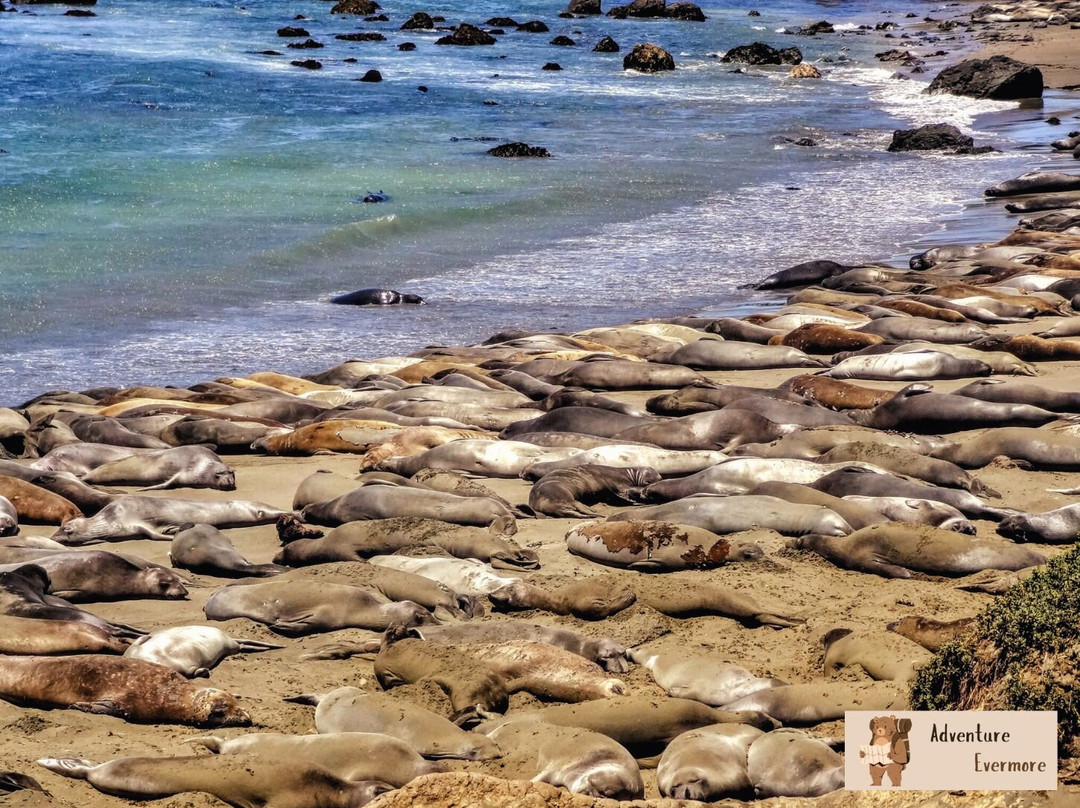 Elephant Seal Vista Point