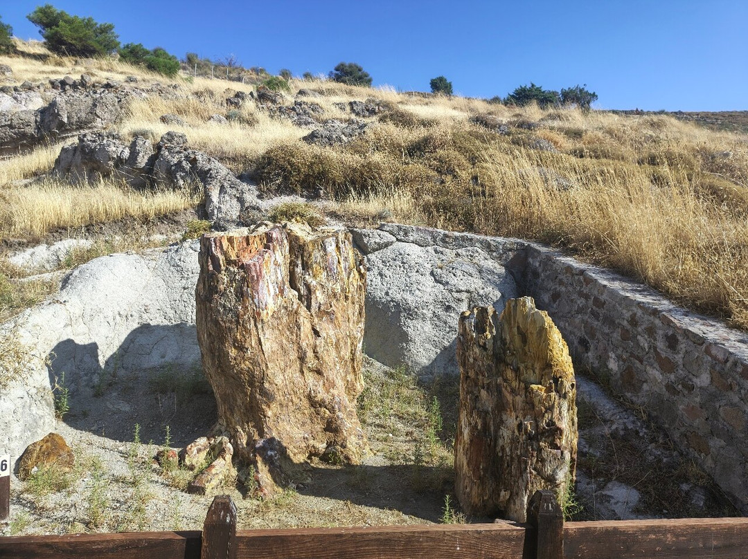 Petrified Forest of Lesbos-Sigri必去景点