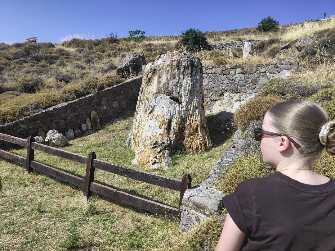 Petrified Forest of Lesbos-Sigri必去景点