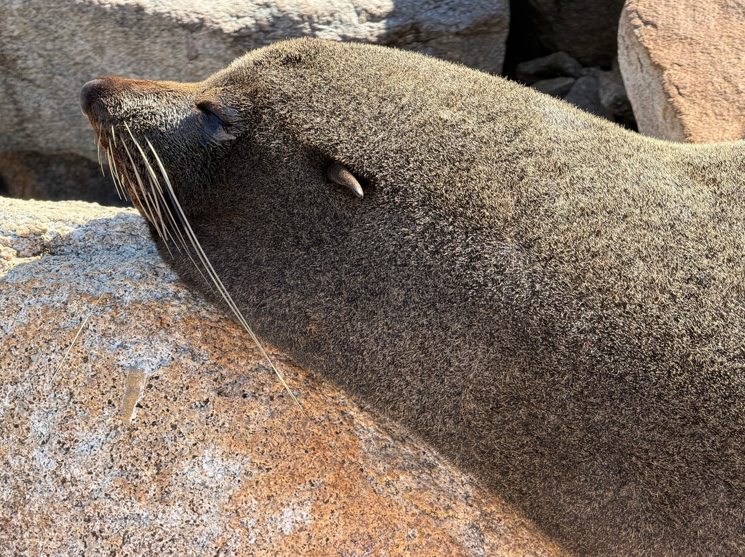 Seal Rocks