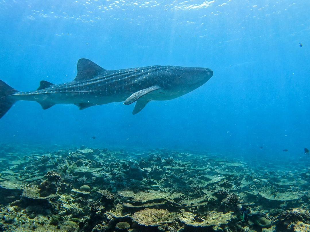 Euro-Divers LUX South Ari Atoll-南阿里环礁必去景点