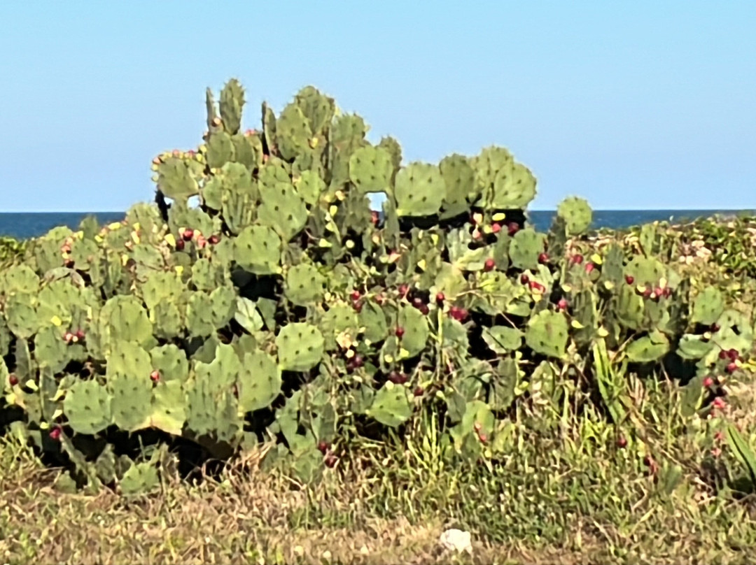 Praia De Tucuns-布基亚斯必去景点