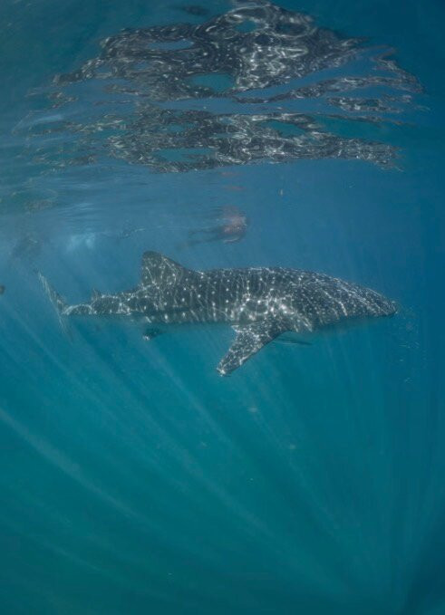 Ningaloo Whaleshark Swim-埃克斯茅斯必去景点