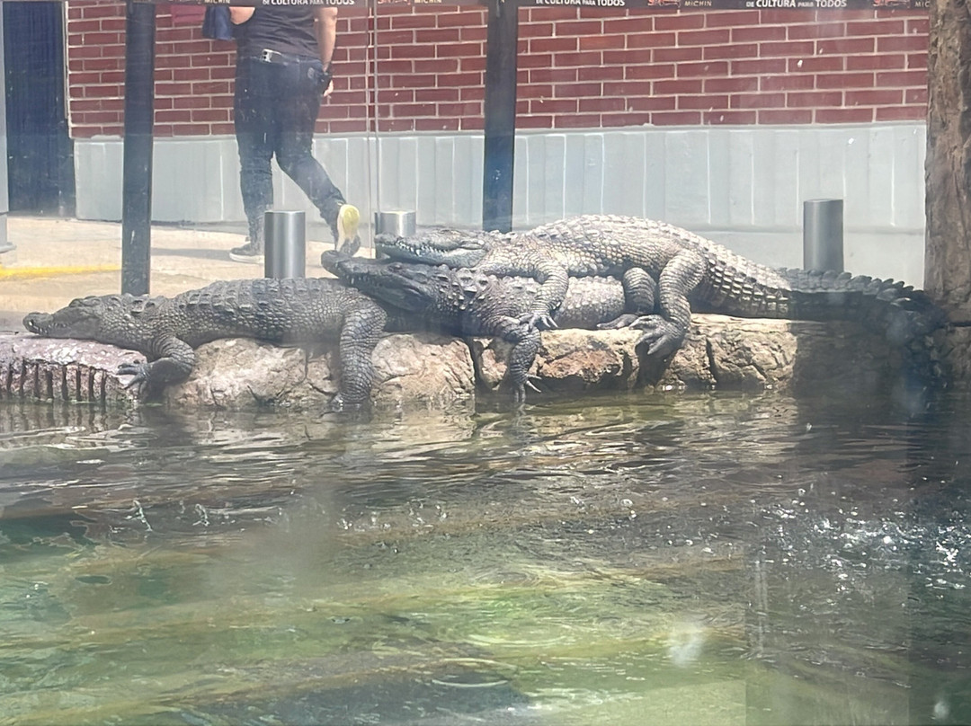 Acuario Michin Guadalajara-瓜达拉哈拉必去景点