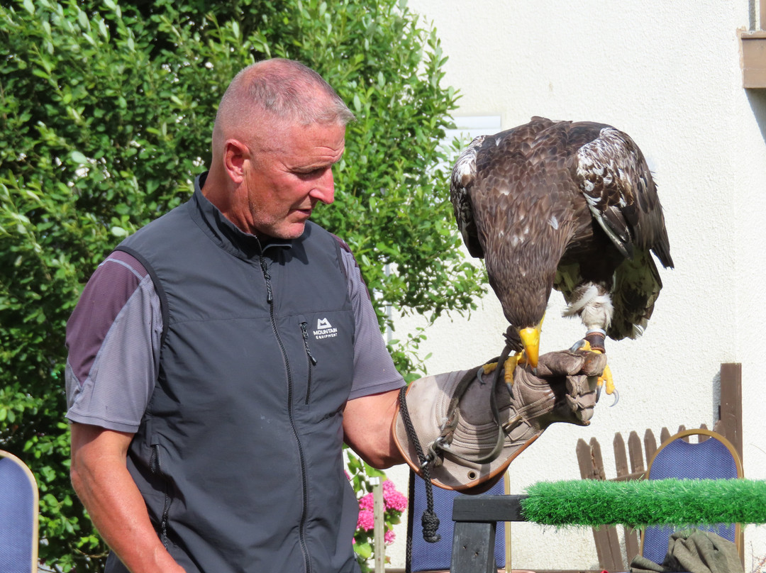Falconry Experience Wales-Newtown必去景点