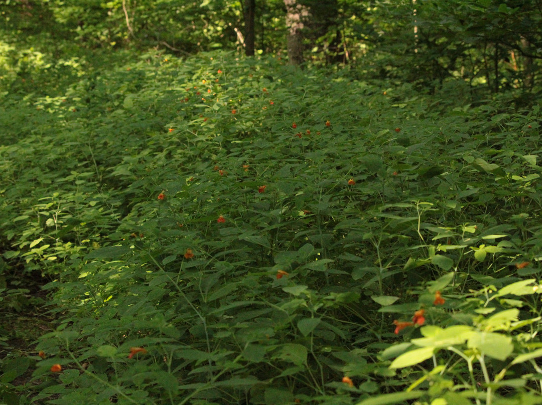 Crow's Pass Conservation Area