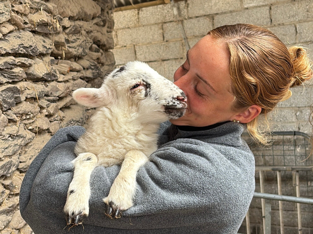 Hold A Baby Lamb-Glanfahan必去景点