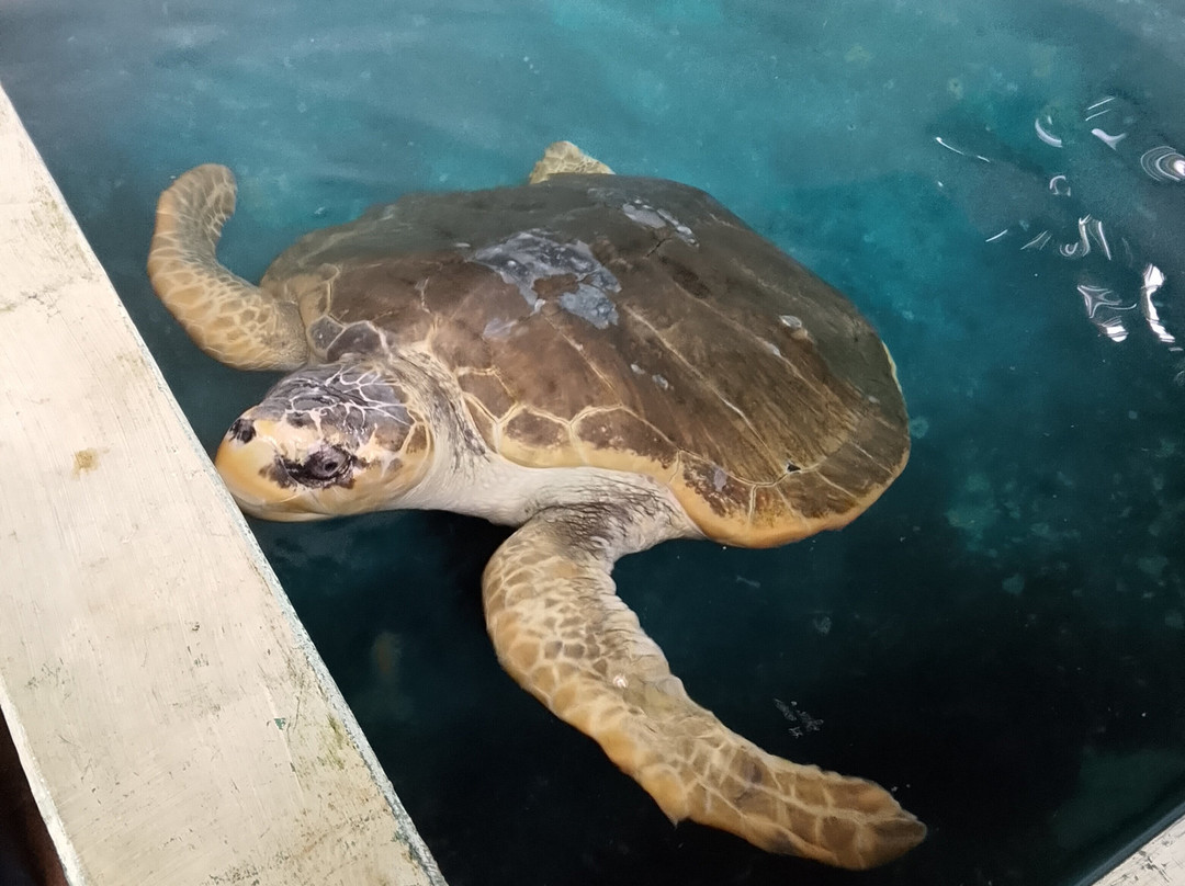 Sea Turtle Farm Galle Mahamodara-加勒必去景点