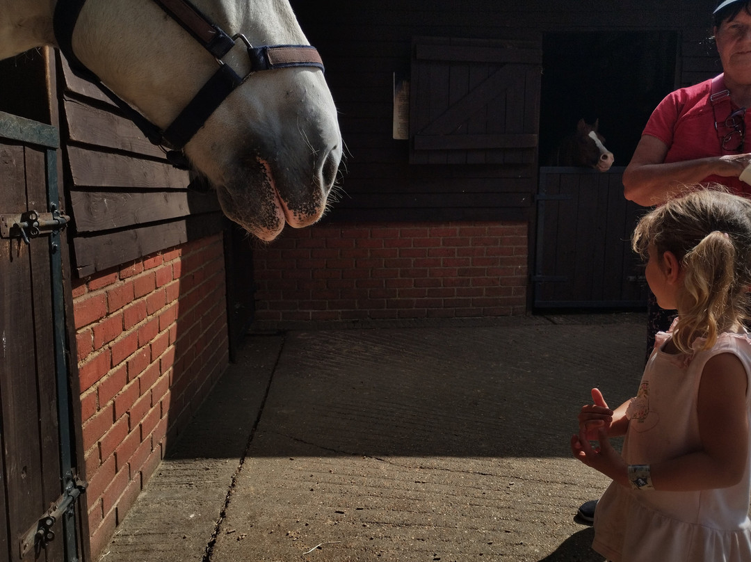 Dorset Heavy Horse Farm Park-Verwood必去景点