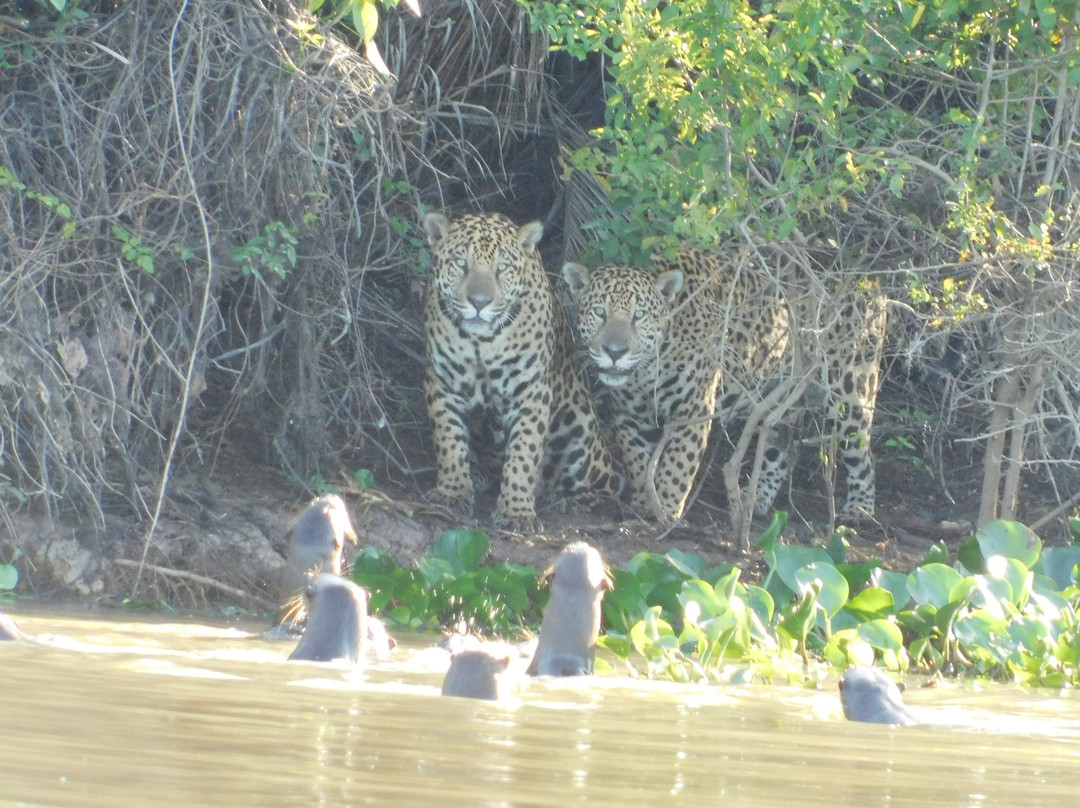 Pantanal Jaguar Safaris-Chapada dos Guimaraes必去景点
