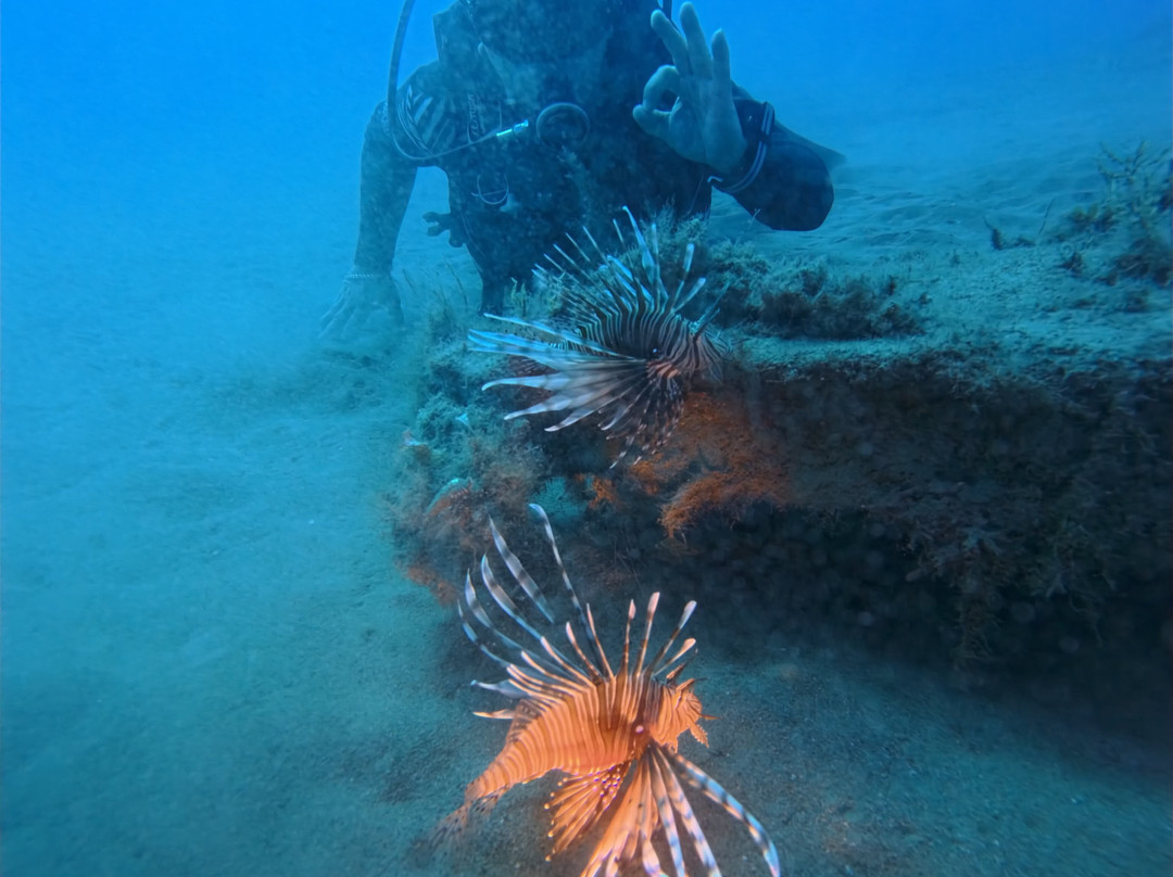 Dolphin Diving Center-雷斯蒙必去景点