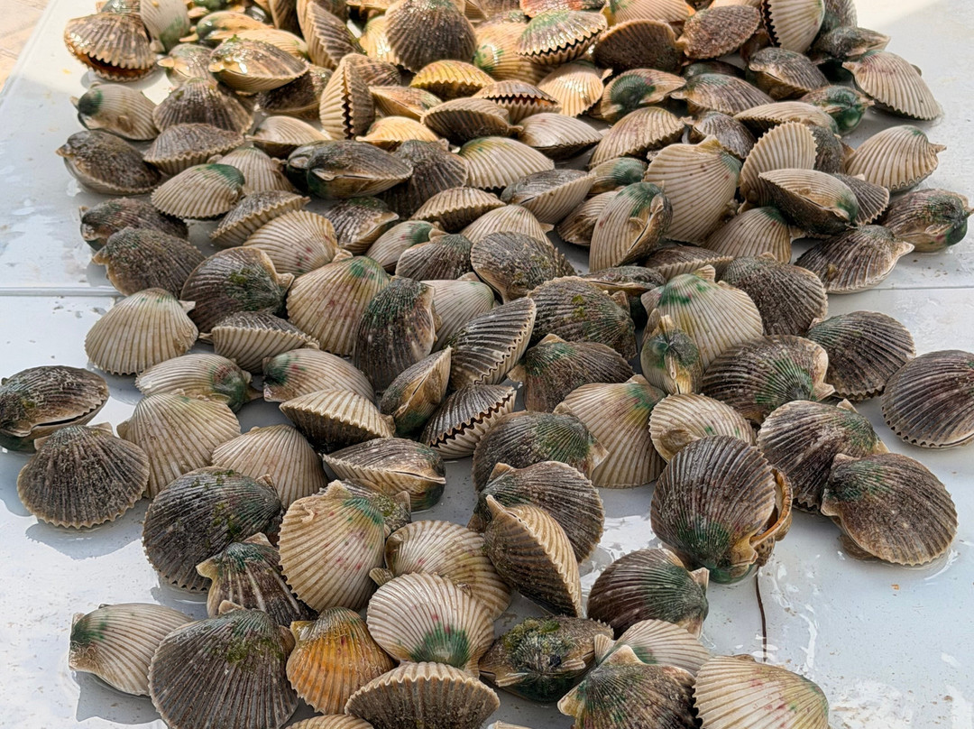 Mellow Mangrove Charters-Homosassa必去景点