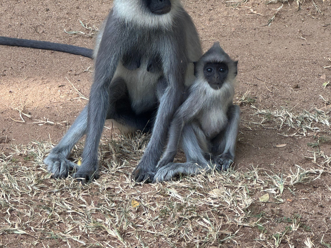 Visit Sri Lanka Holidays-Rambukkana必去景点