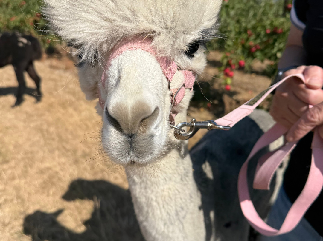 All Things Alpaca Ltd-切姆斯福德必去景点