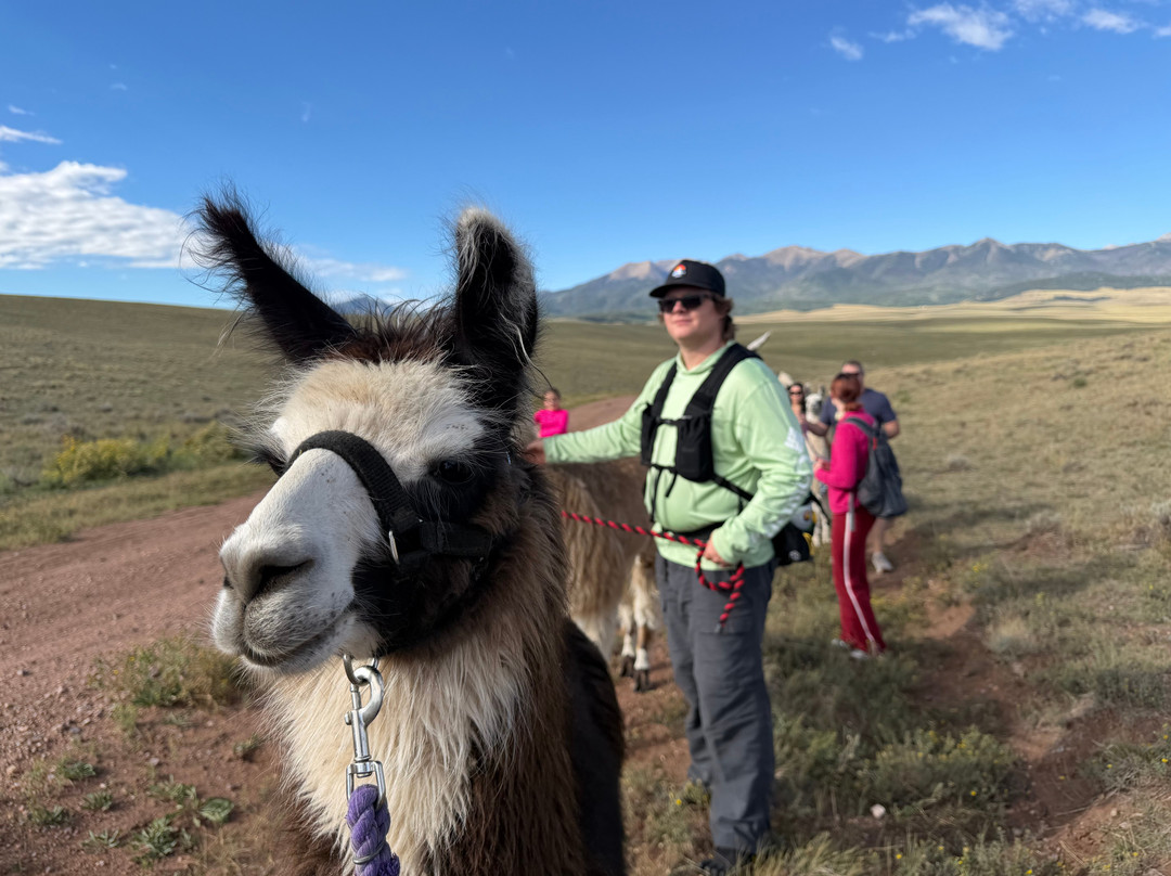 Llama Trekking by Lookin Up Outfitters-Westcliffe必去景点