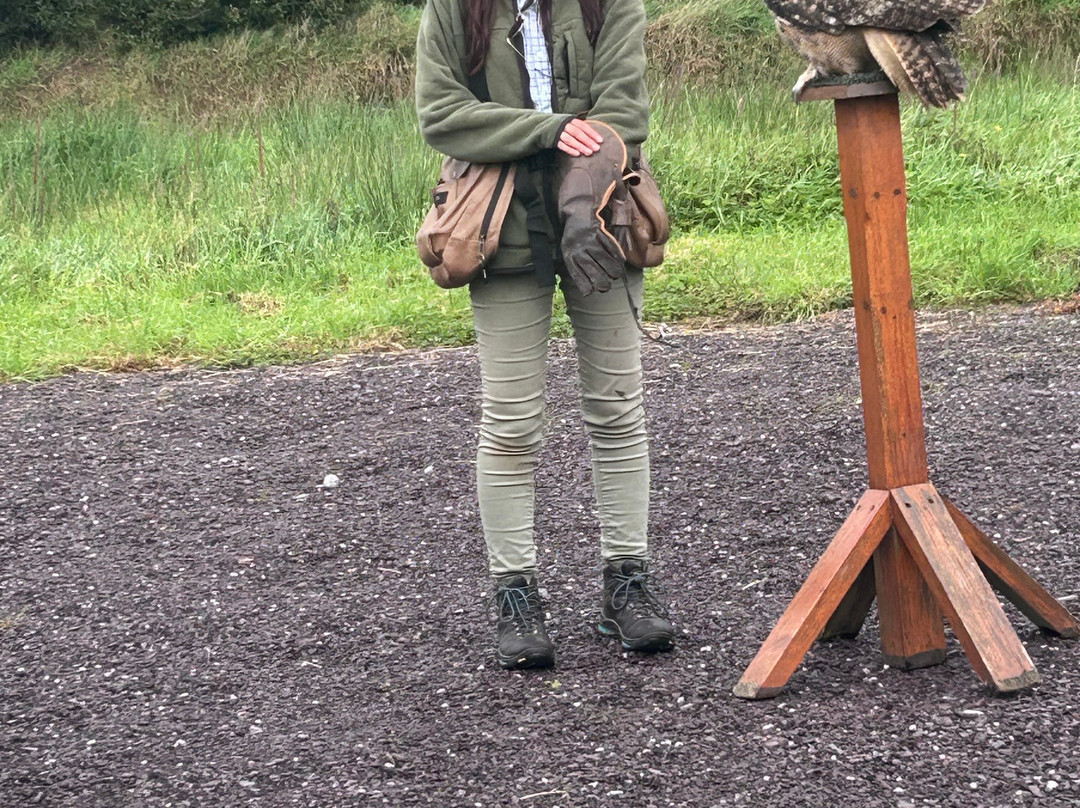 Kingdom Falconry - Dingle-丁格尔必去景点