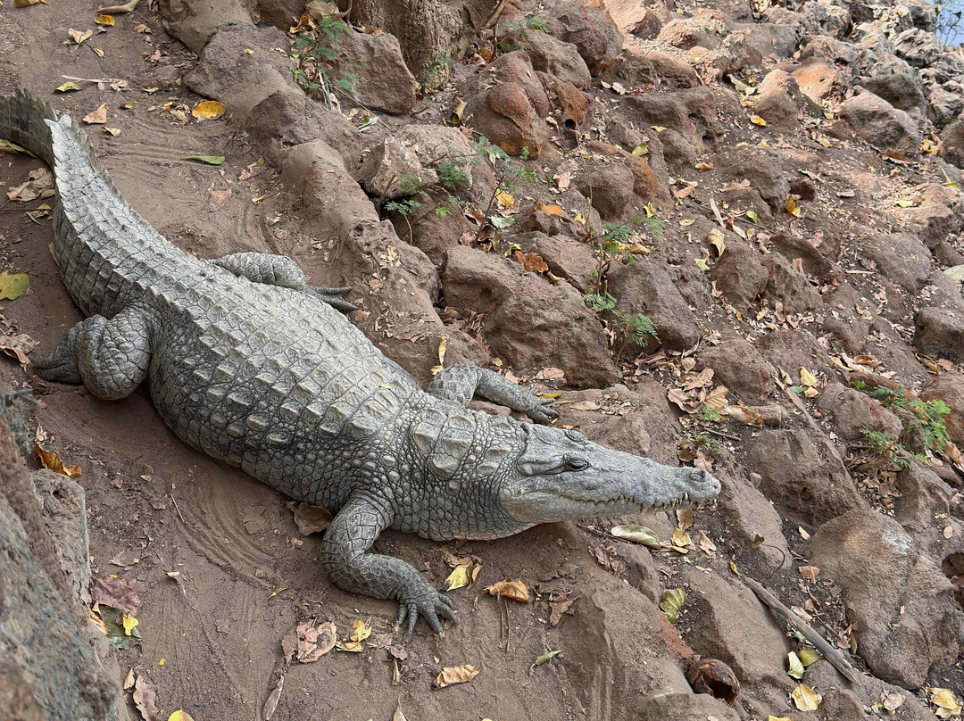 Kachikally Crocodile Pool-Bakau必去景点