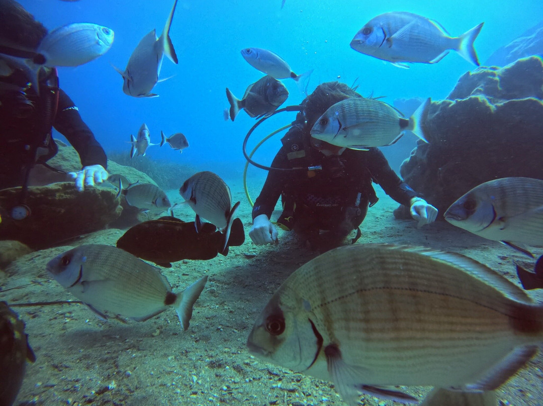 Hippocampus Dive Centre-巴厘必去景点
