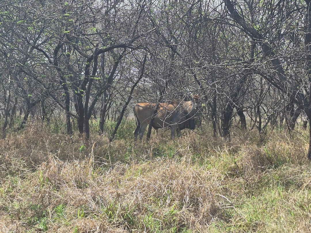 Gaborone Game Reserve-嘉伯隆里必去景点