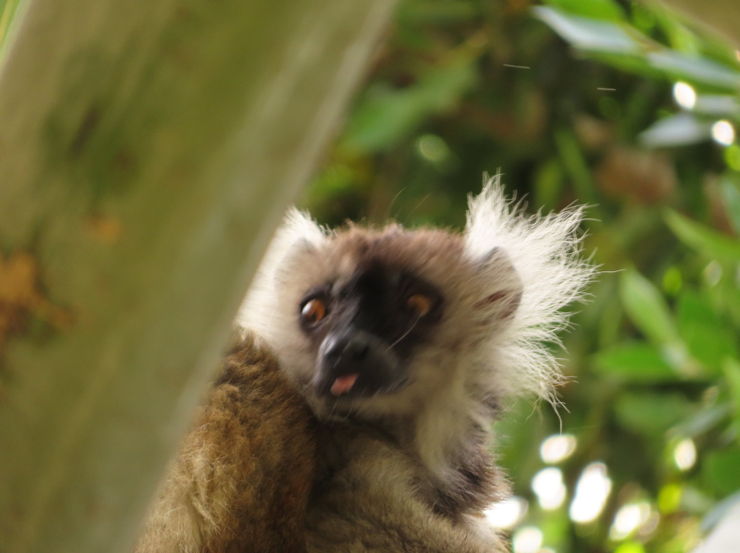 Bioparc Fuengirola-福恩吉罗拉必去景点