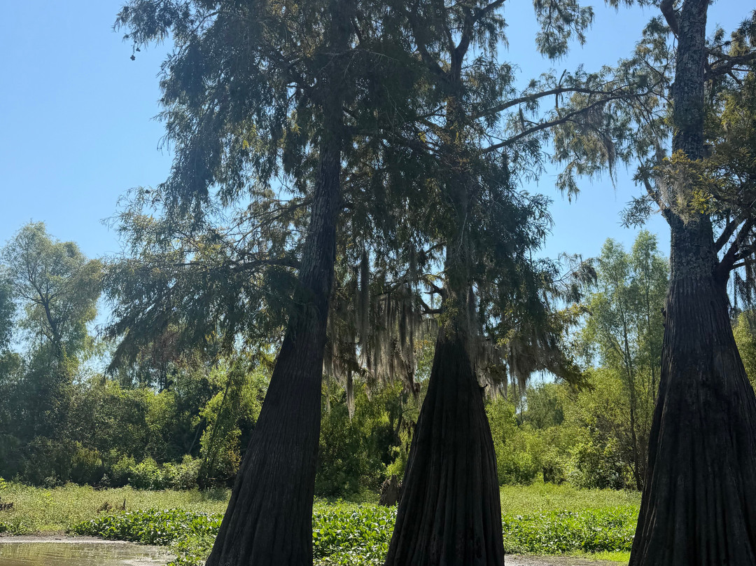 Atchafalaya Basin Landing & Airboat Swamp Tours-布里奥克斯桥必去景点