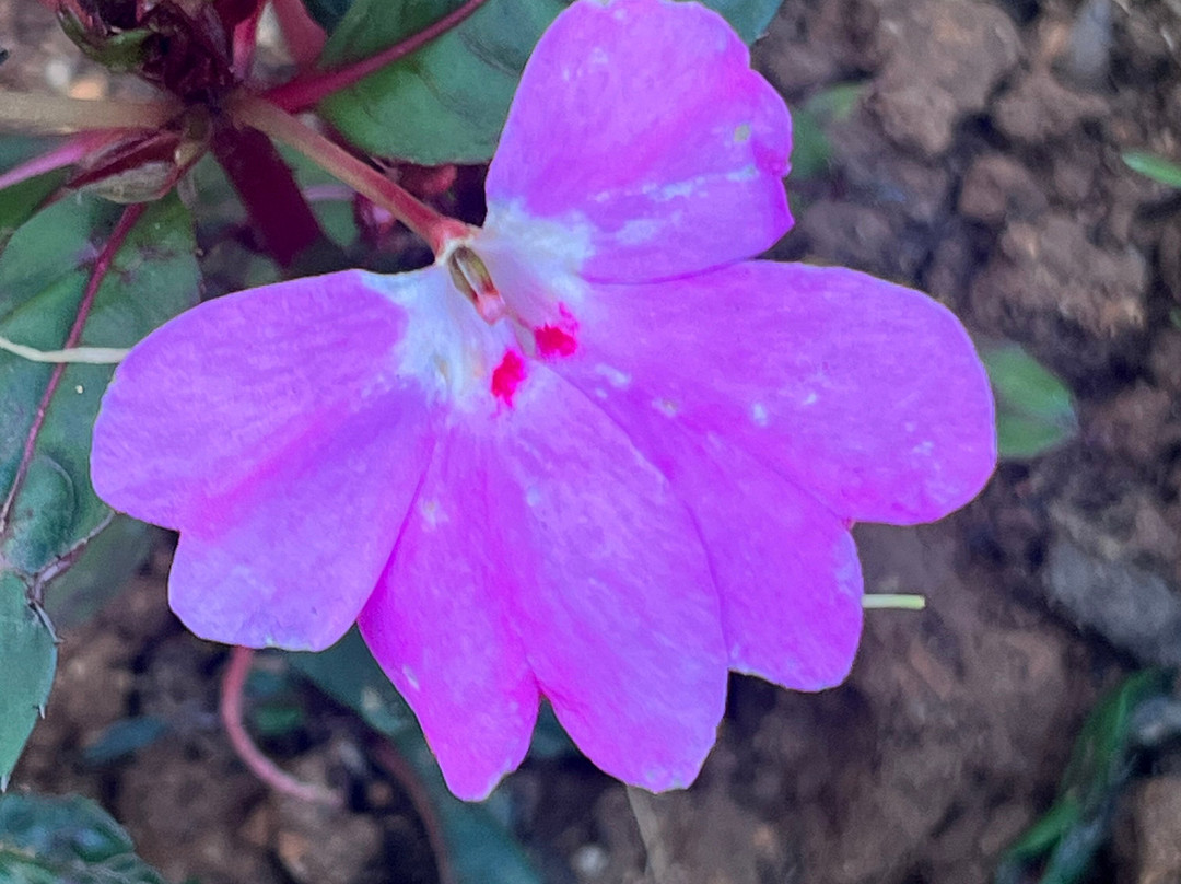 苏格兰种植园主别墅 · 黛玛系列主图