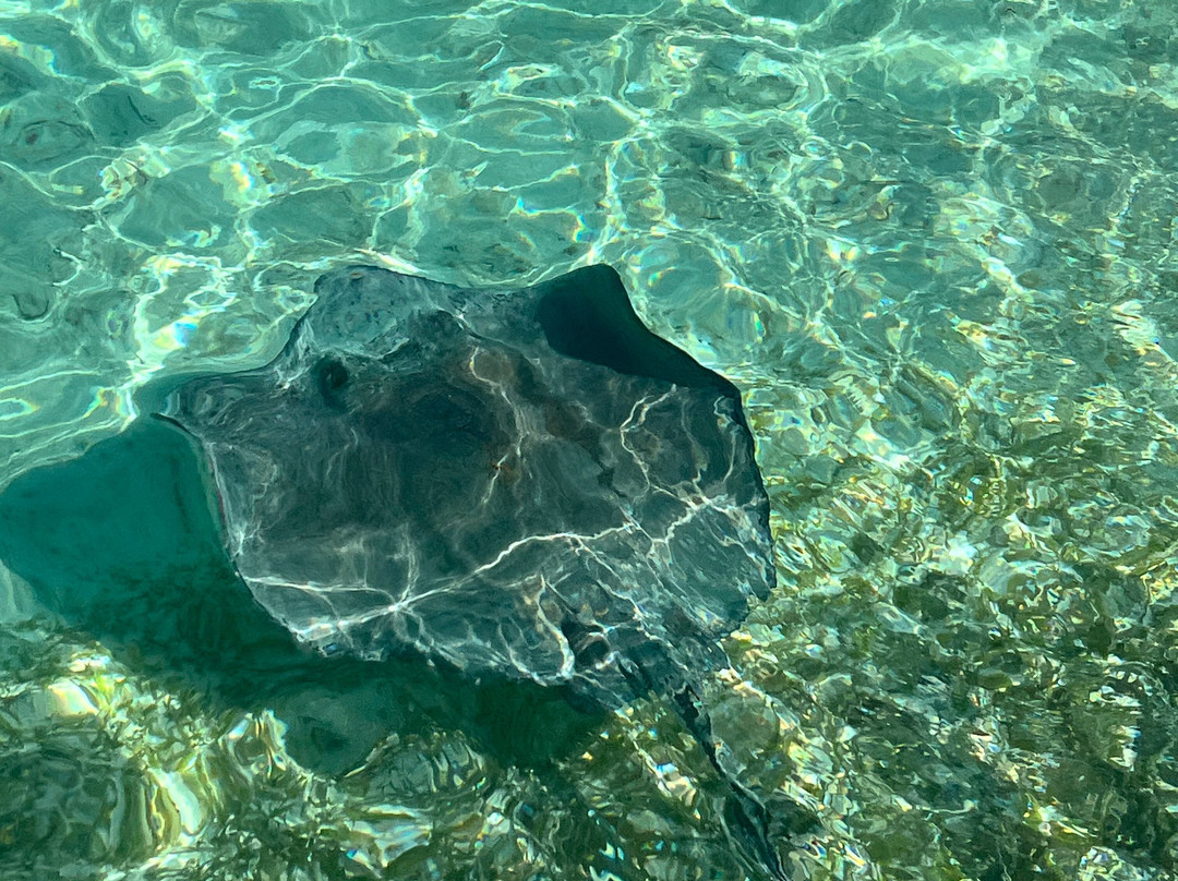 Stingray City-安提瓜必去景点