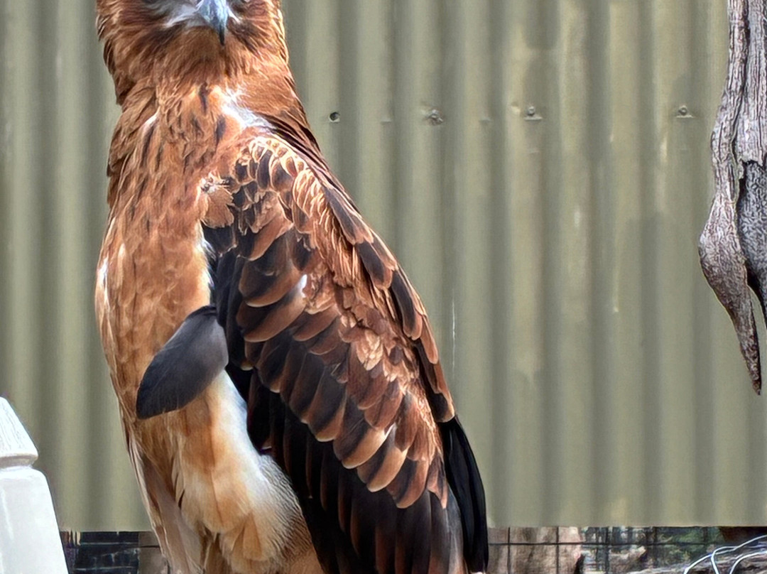 Featherdale Sydney Wildlife Park-Doonside必去景点