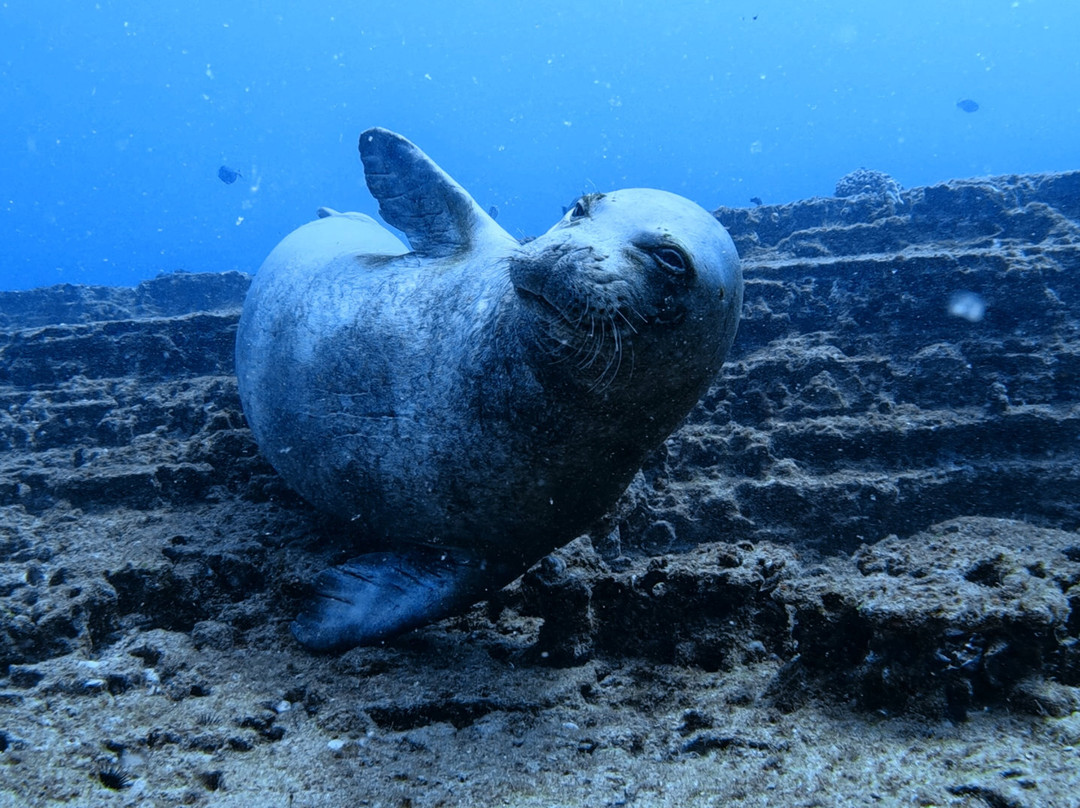 Explore Kauai Scuba-科卡哈必去景点