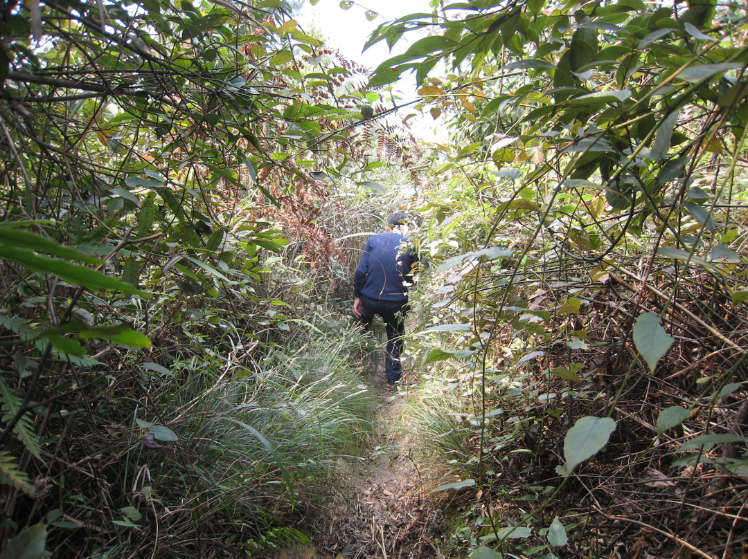 山王坪银杏林场景点图片