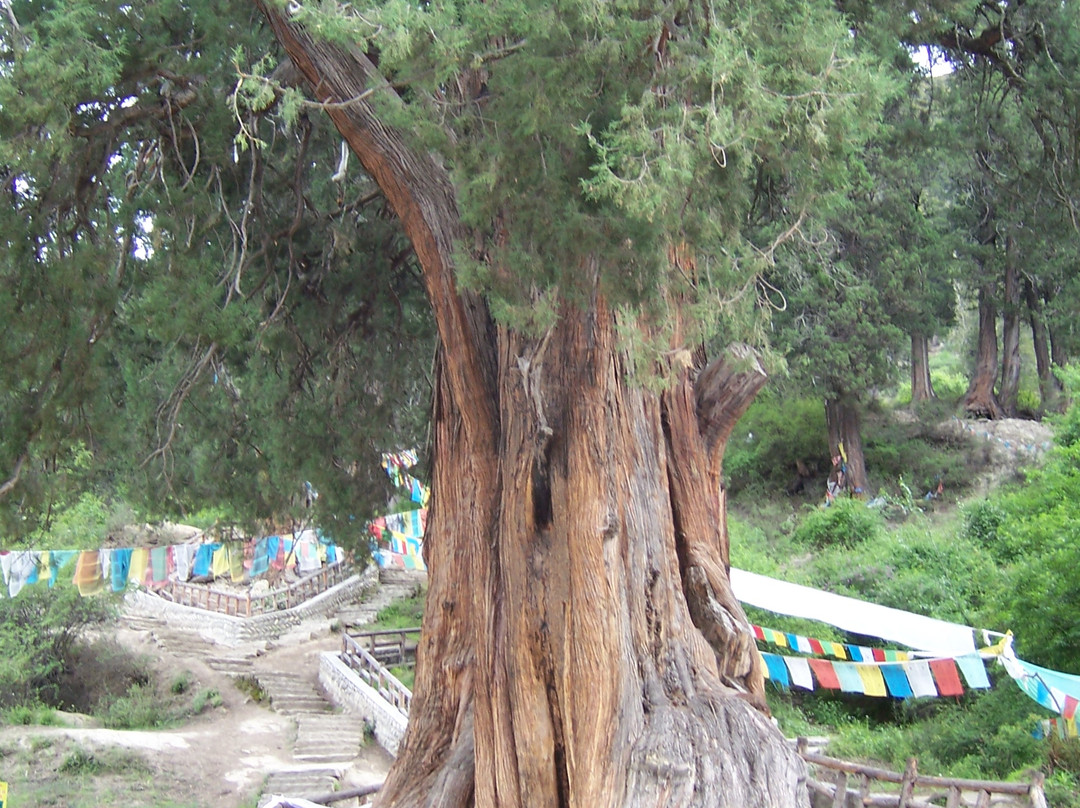 林芝县旅游景点-林芝巴结巨柏自然保护区