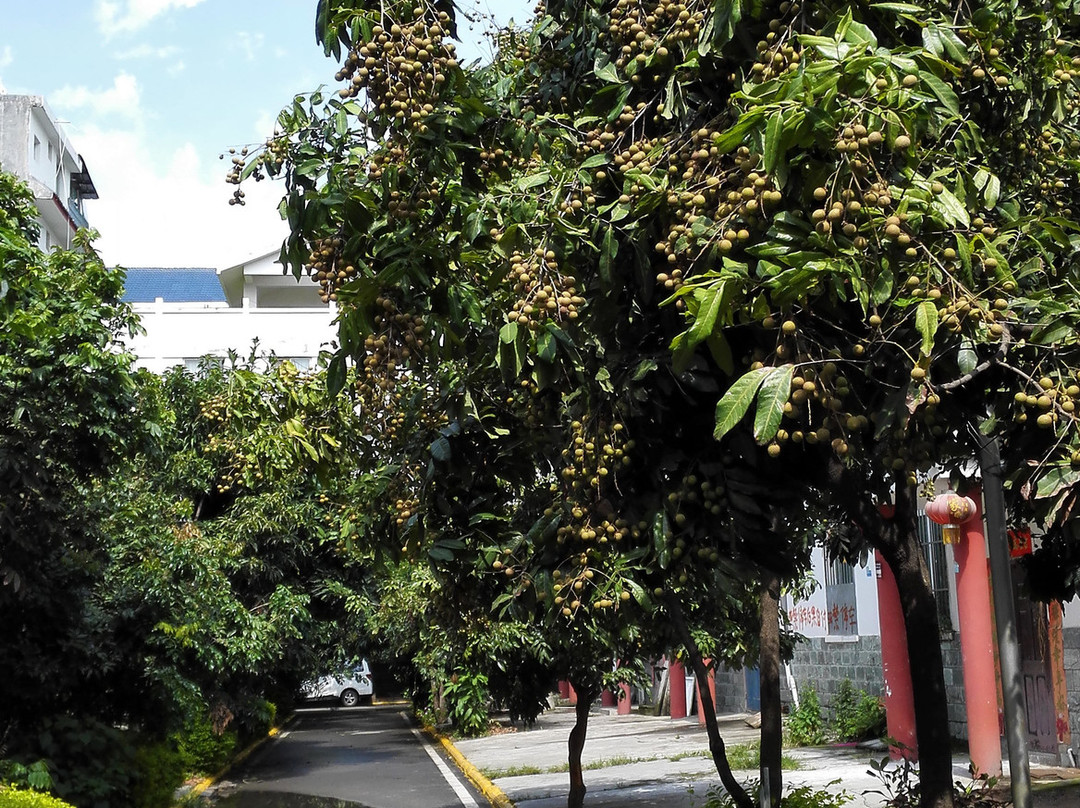 红格镇-盐边县必去景点