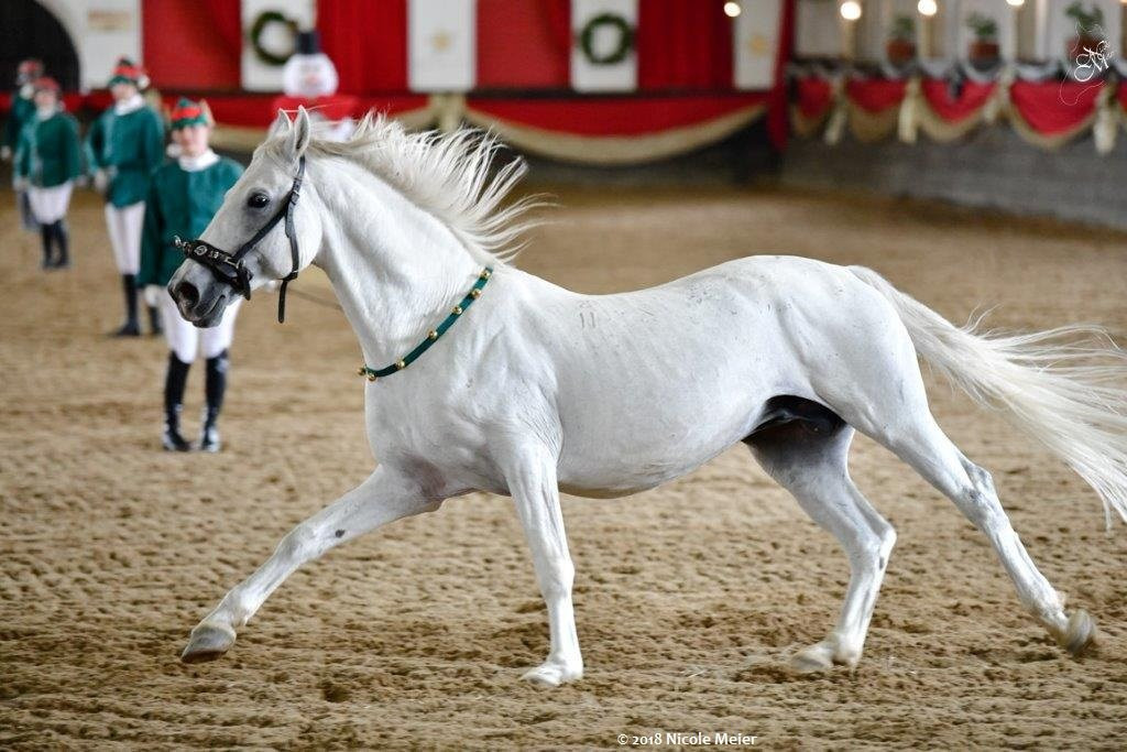 The South African Lipizzaners景点图片