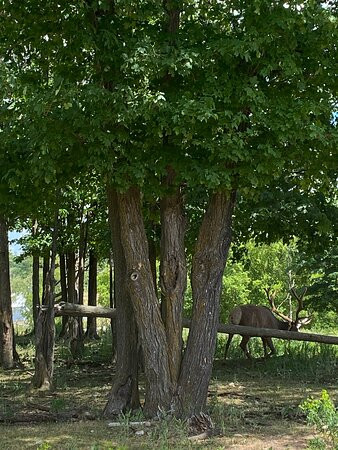 Gaylord's City Elk Park景点图片