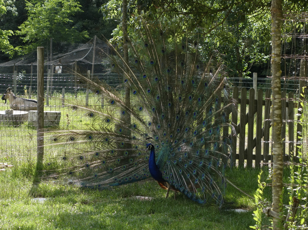 Les Oiseaux Du Marais