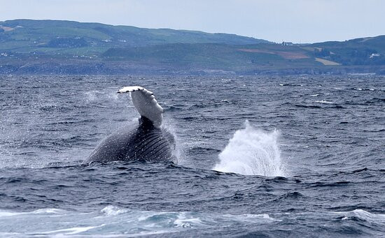 Cork Whale Watch景点图片