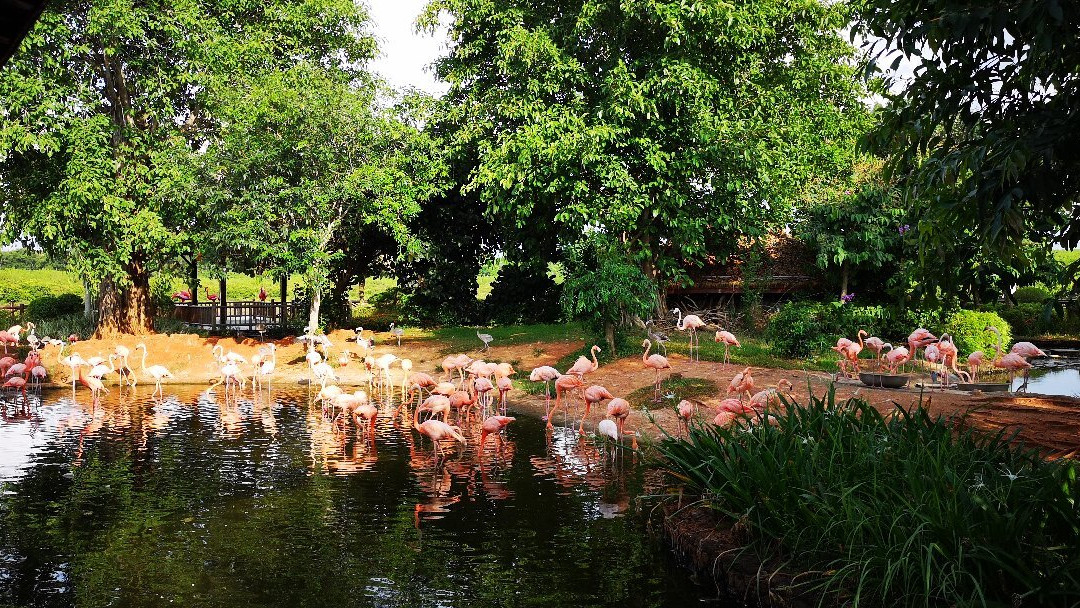 Mangrove Bay Wetland Experience