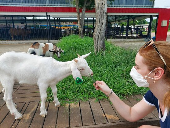 NACF Anseong Farmland-安城市必去景点