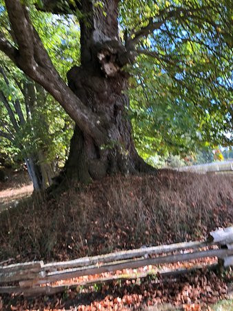 English Camp景点图片