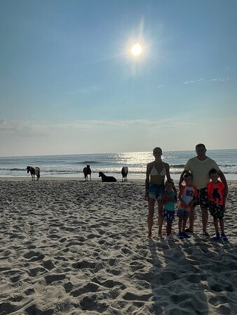 Assateague Island Tours-Assateague Island必去景点