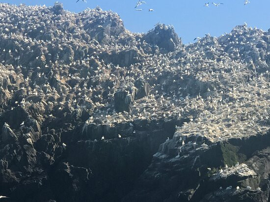 Alderney Wildlife Trust - Seabirds Boat Trip-Alderney必去景点