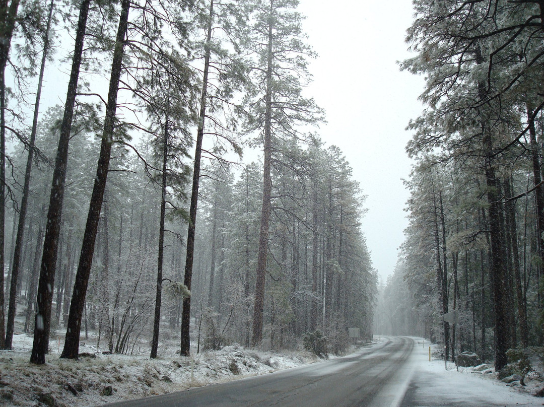 Coconino National Forest-弗拉格斯塔夫必去景点