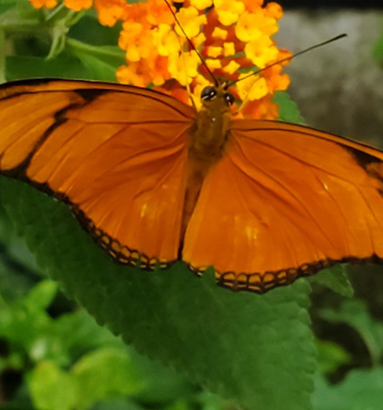 Butterfly Garden at Selvatura Park景点图片