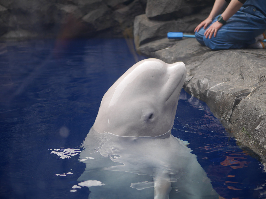 Joetsu Aquarium Umigatari景点图片