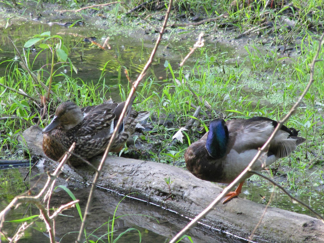 Emily Traphagen Park