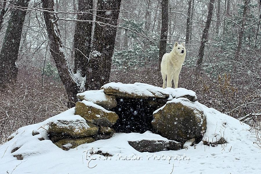 South Salem旅游攻略图片